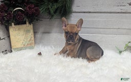 French Bulldog dogs for sale: Robo - Image 3