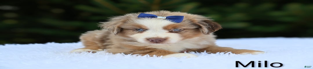 Milo
