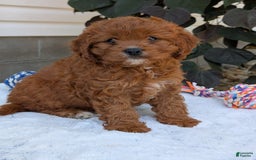 Cavapoo dogs for sale: Remi - Image 25