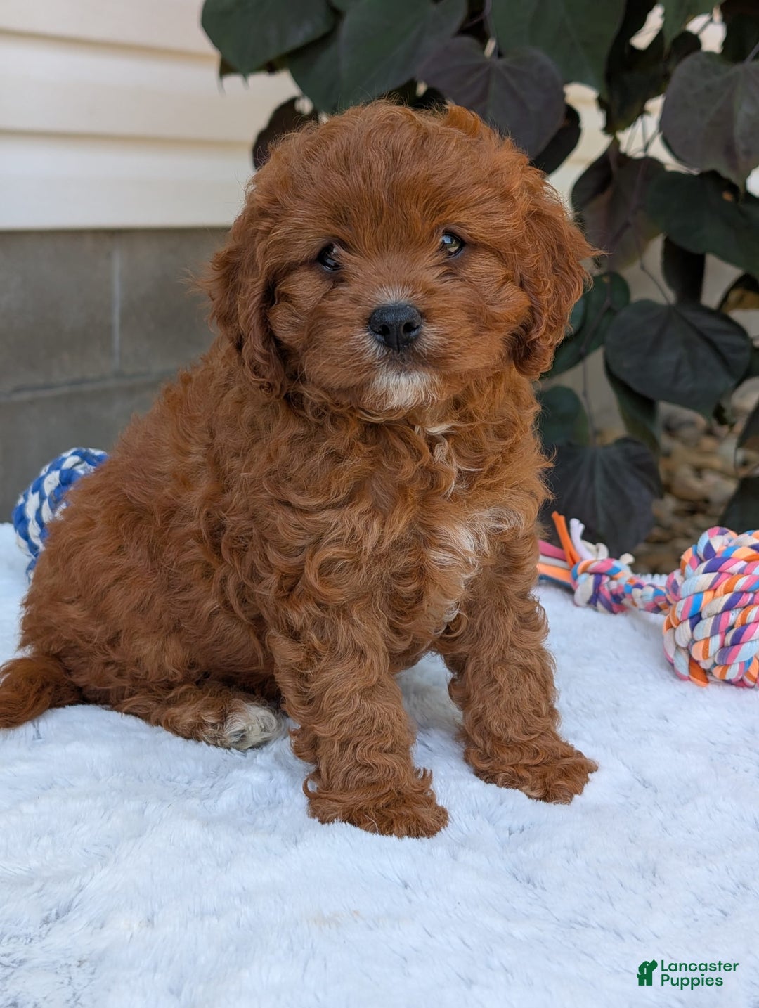 Cavapoo dogs for sale: Remi - Image 25