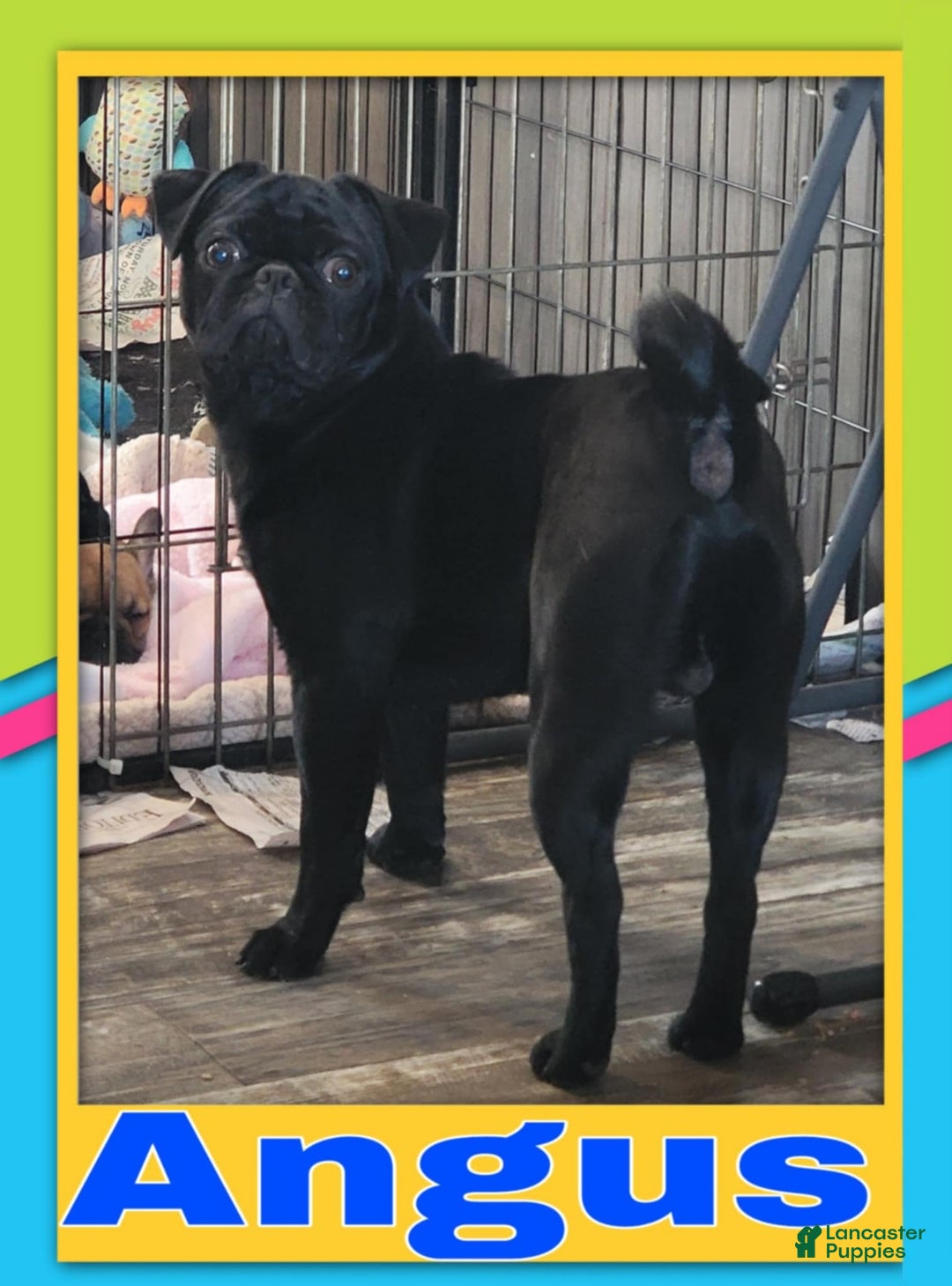 Pug dogs for sale: Aloha - Image 3