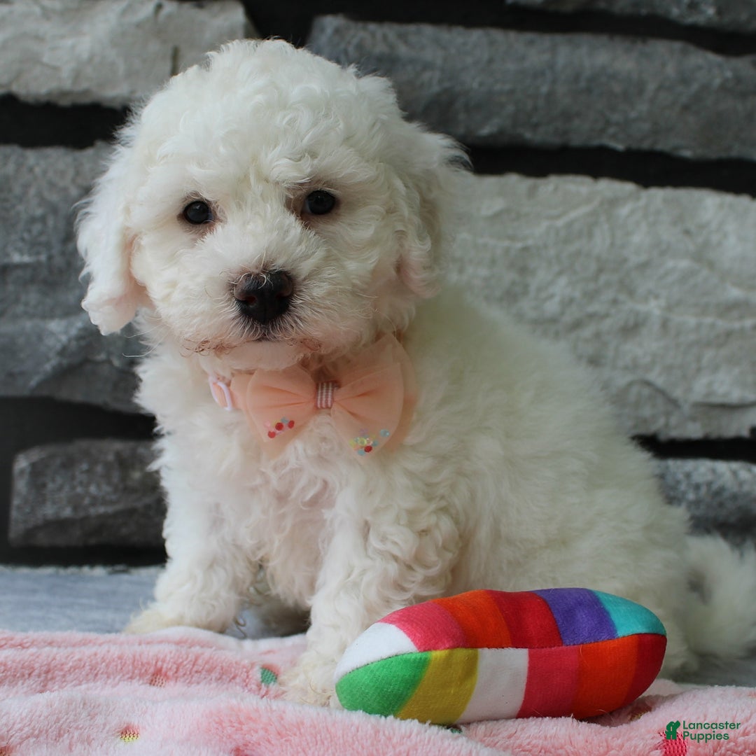Bichon Frise dogs for sale: Bella - Image 3
