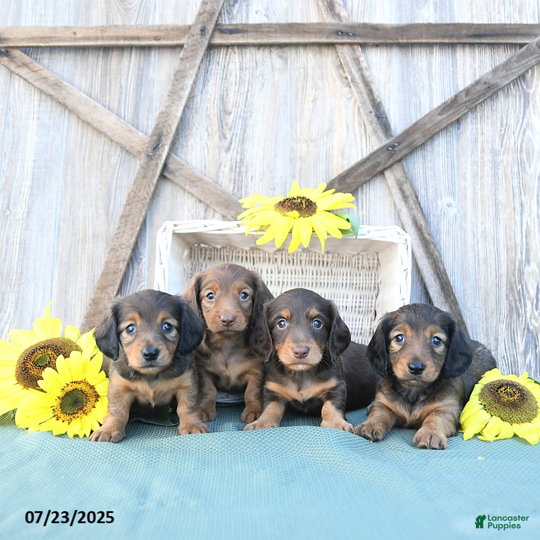 Dachshund dogs for sale: Chloe - Image 5