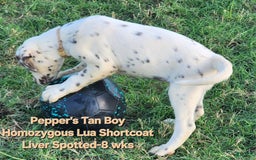 Dalmatian dogs for sale: Peppers Tan Boy - Image 1