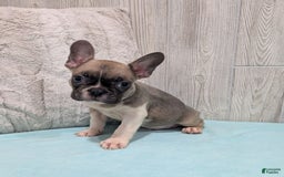 Frenchton dogs for sale: Logan - Image 2