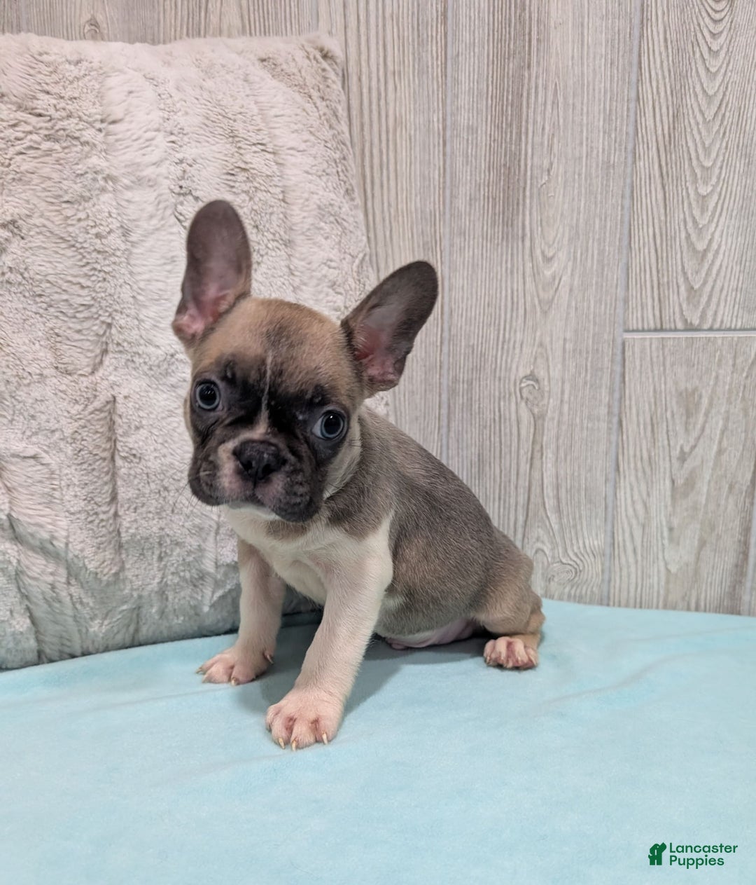 Frenchton dogs for sale: Logan - Image 2