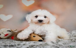 Bichon Frise dogs for sale: Boliver - Image 5