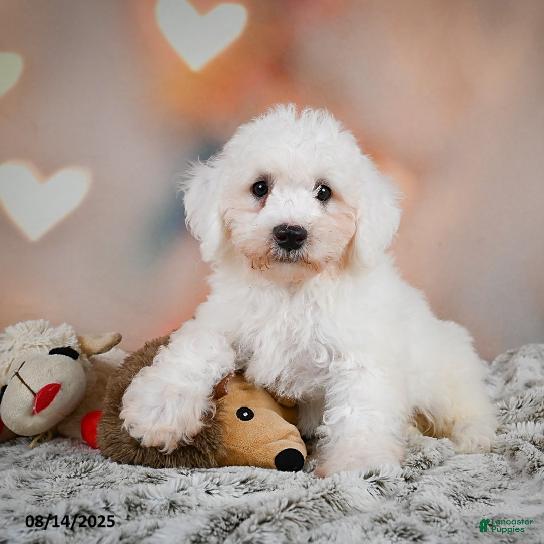 Bichon Frise dogs for sale: Boliver - Image 5