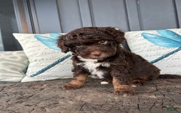 Aussiedoodle dogs for sale: Hazel - Image 3