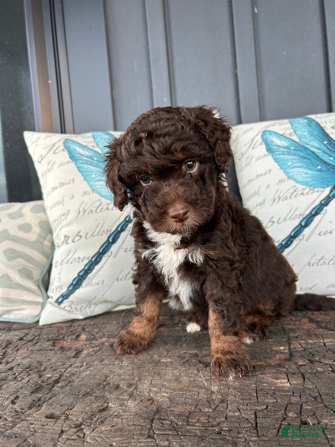 Aussiedoodle dogs for sale: Hazel - Image 3