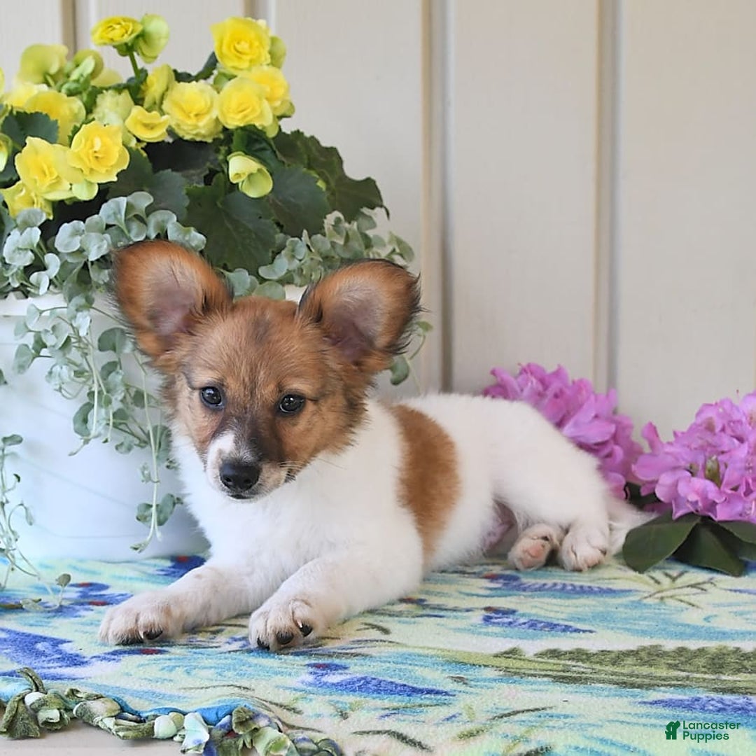 Papillon dogs for sale: Pongo - Image 16