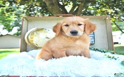 Golden Retriever dogs for sale: Anne - Image 10