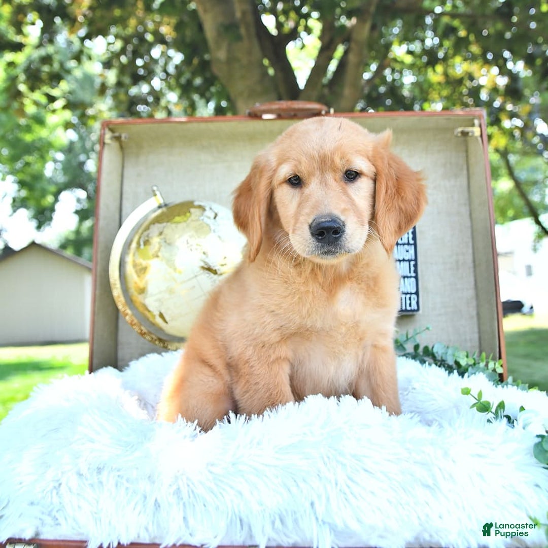 Golden Retriever dogs for sale: Anne - Image 10