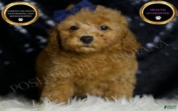 Miniature Poodle dogs for sale: Loki - Image 1