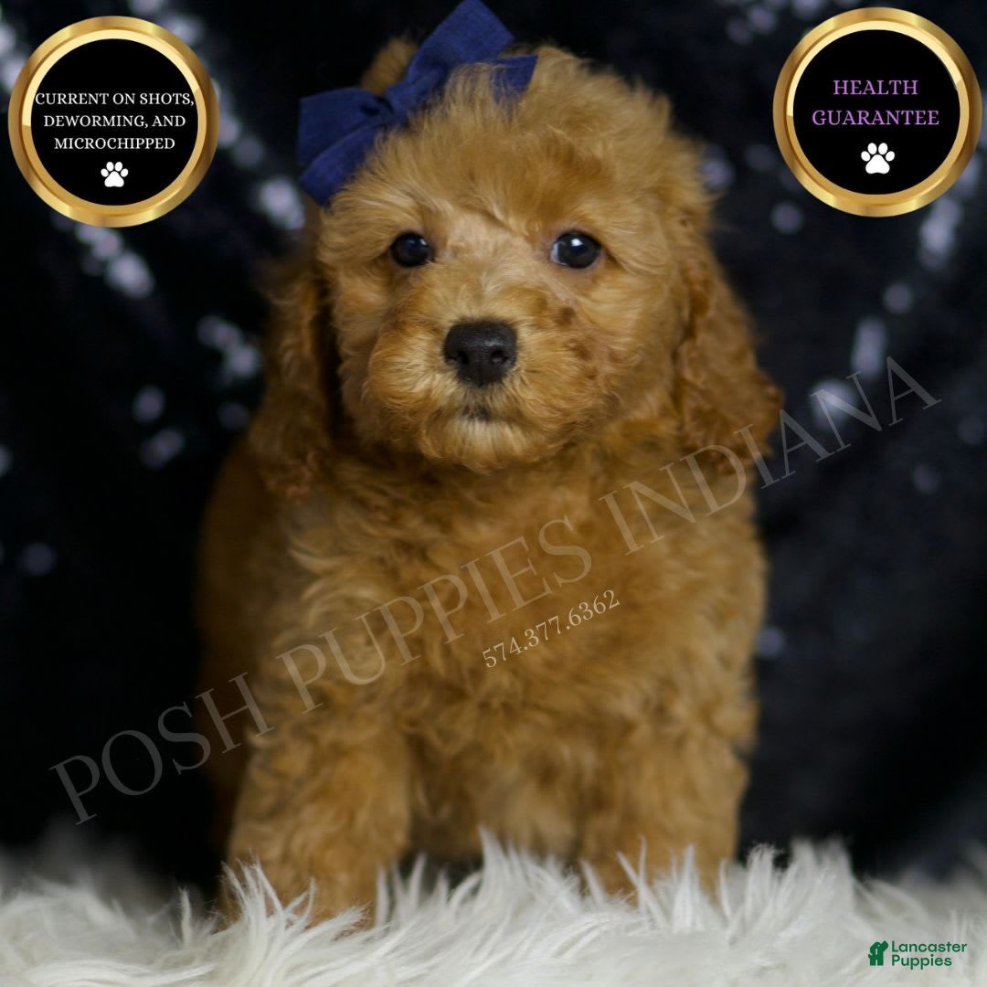 Miniature Poodle dogs for sale: Loki - Image 1