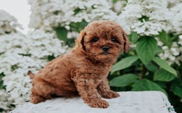 Mini Goldendoodle dogs for sale: Chloe - Image 7