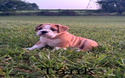 English Bulldog dogs for sale: Tank - Image 1
