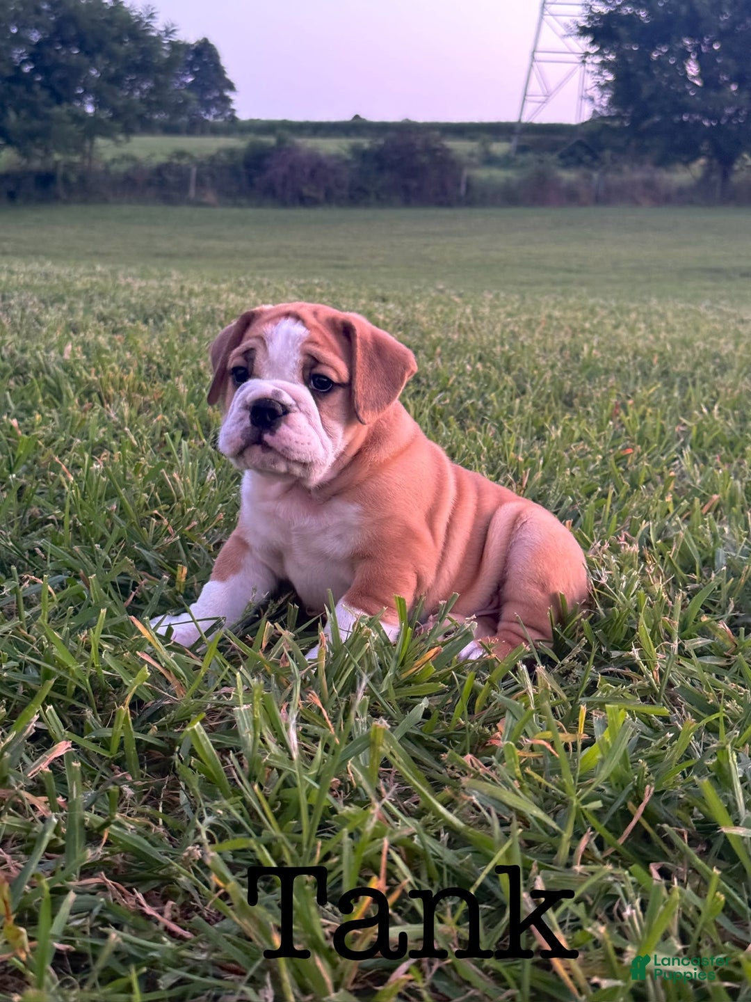 English Bulldog dogs for sale: Tank - Image 1