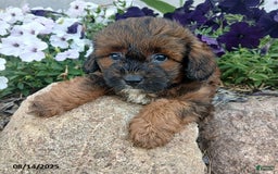Shihpoo dogs for sale: Parker - Image 1