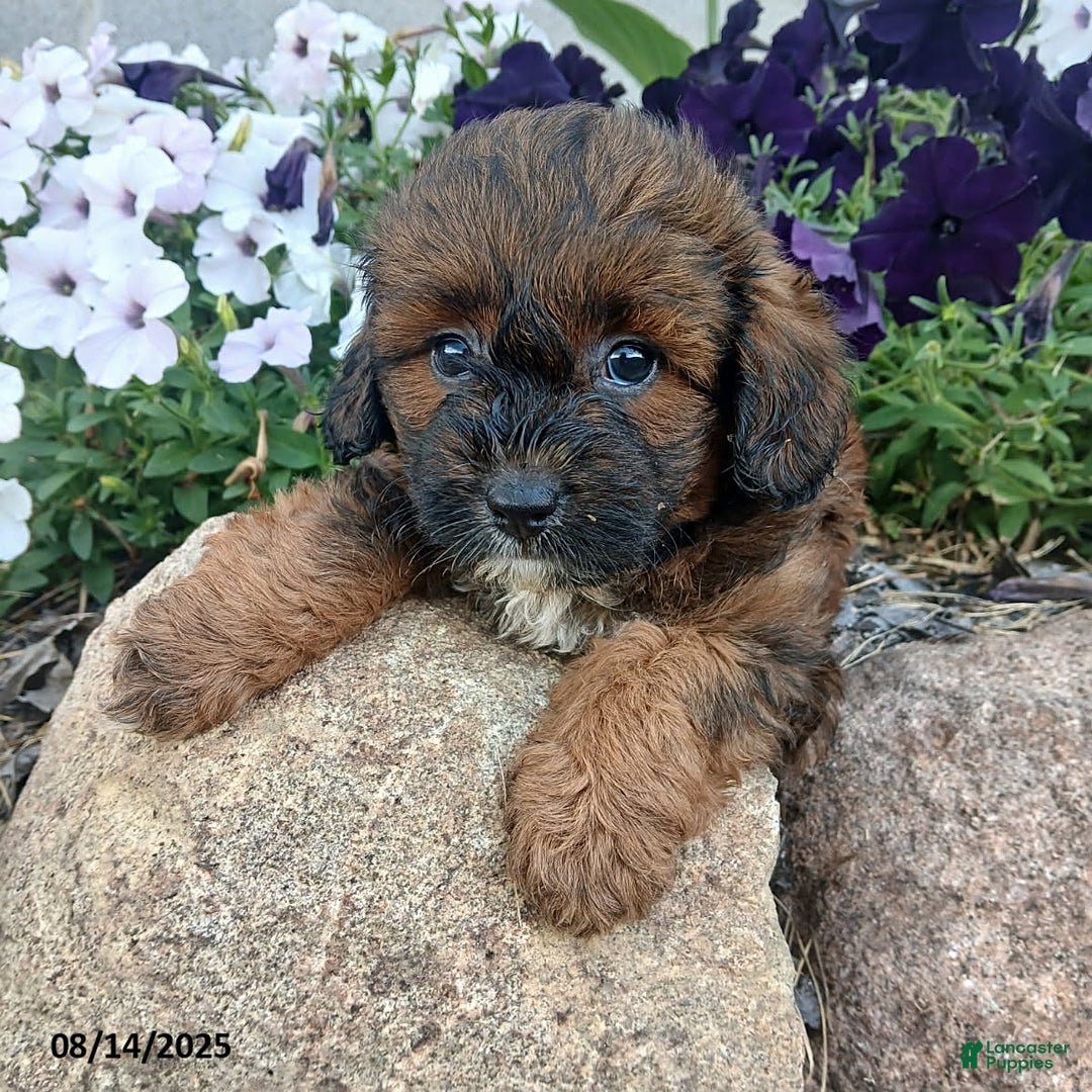 Shihpoo dogs for sale: Parker - Image 1