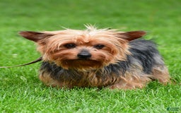 Morkie dogs for sale: Milo - Image 10