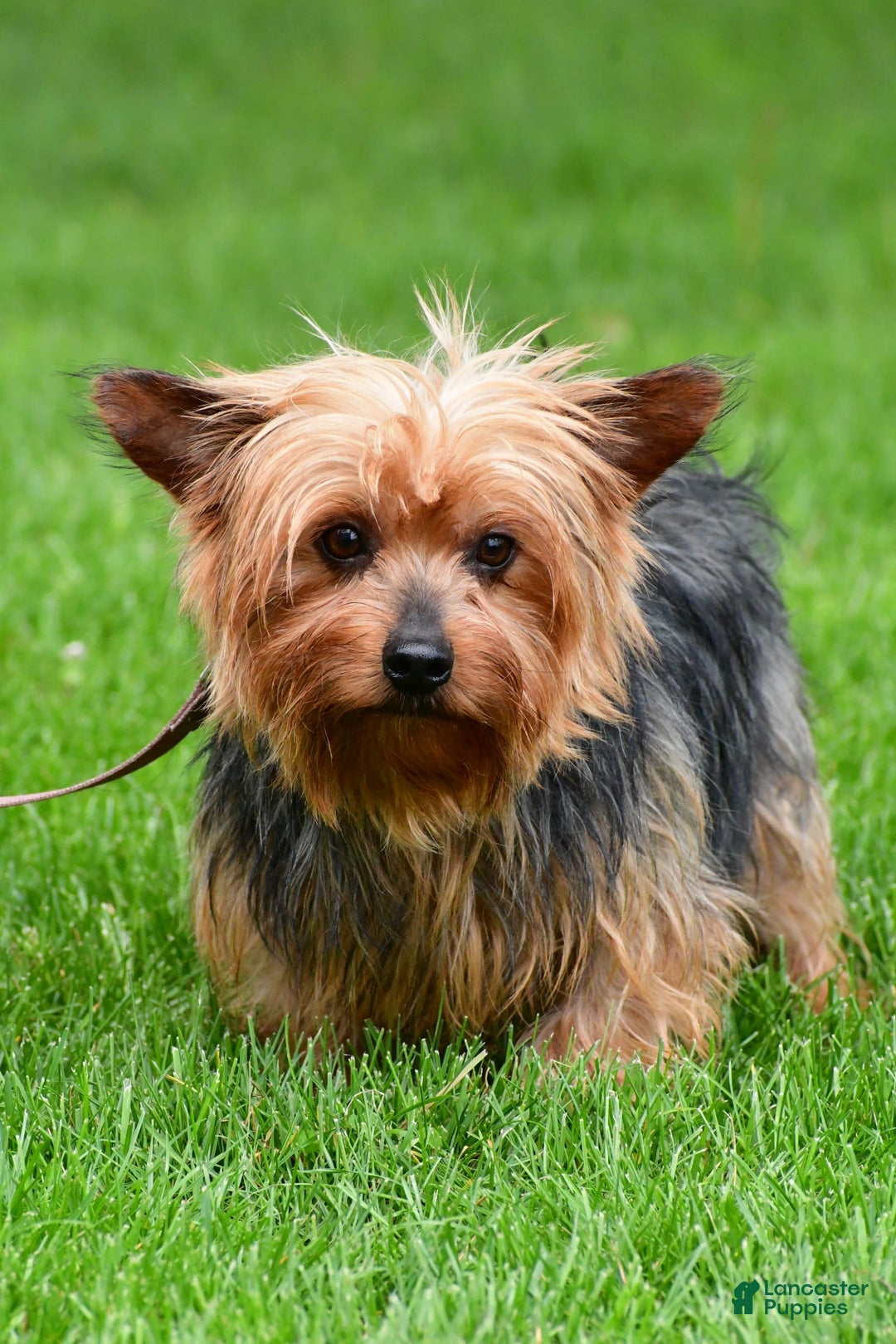 Morkie dogs for sale: Milo - Image 10