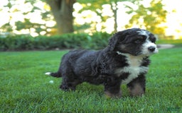 Bernedoodle dogs for sale: Bubba - Image 3