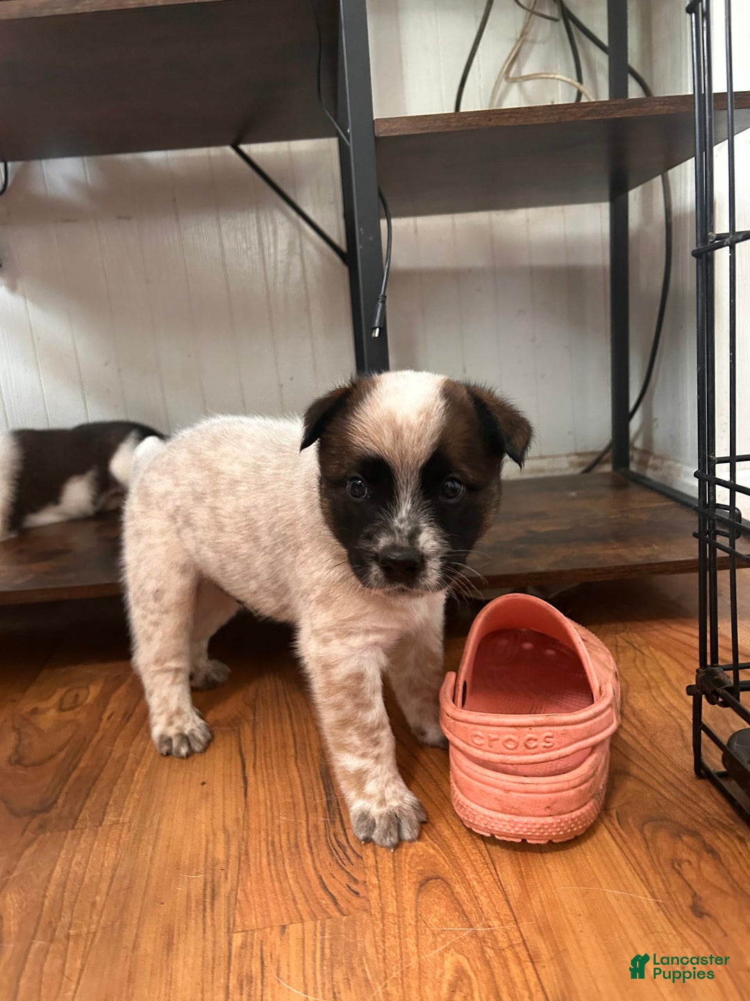 Australian Cattle Dog dogs for sale: Pj - Image 3