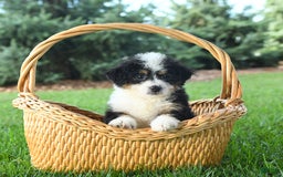 Mini Bernedoodle dogs for sale: Paris - Image 3