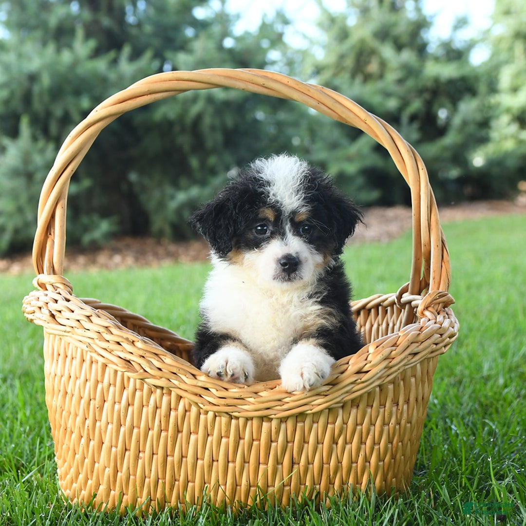 Mini Bernedoodle dogs for sale: Paris - Image 3