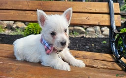 West Highland Terrier dogs for sale: Lacy Akc - Image 2