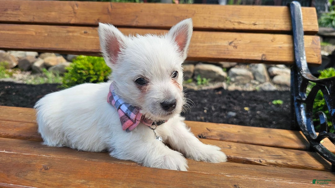 West Highland Terrier dogs for sale: Lacy Akc - Image 2