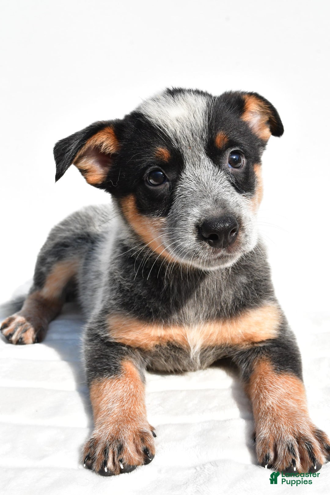 Australian Cattle Dog dogs for sale: Amber - Image 6