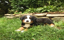 Bernese Mountain Dog dogs for sale: William - Image 3