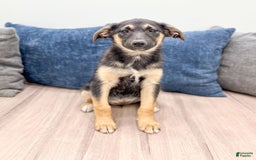 Miniature Australian Shepherd dogs for sale: Stella - Image 2