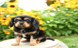 Cavalier King Charles Spaniel dogs for sale: Maddie - Image 1