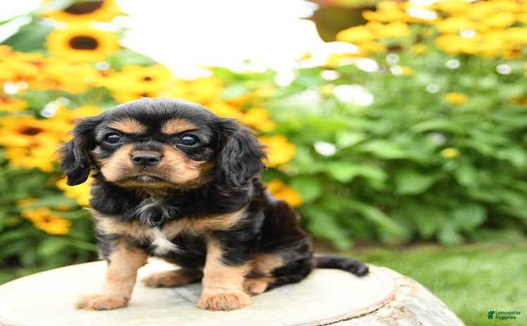 Cavalier King Charles Spaniel dogs for sale - Ad 3