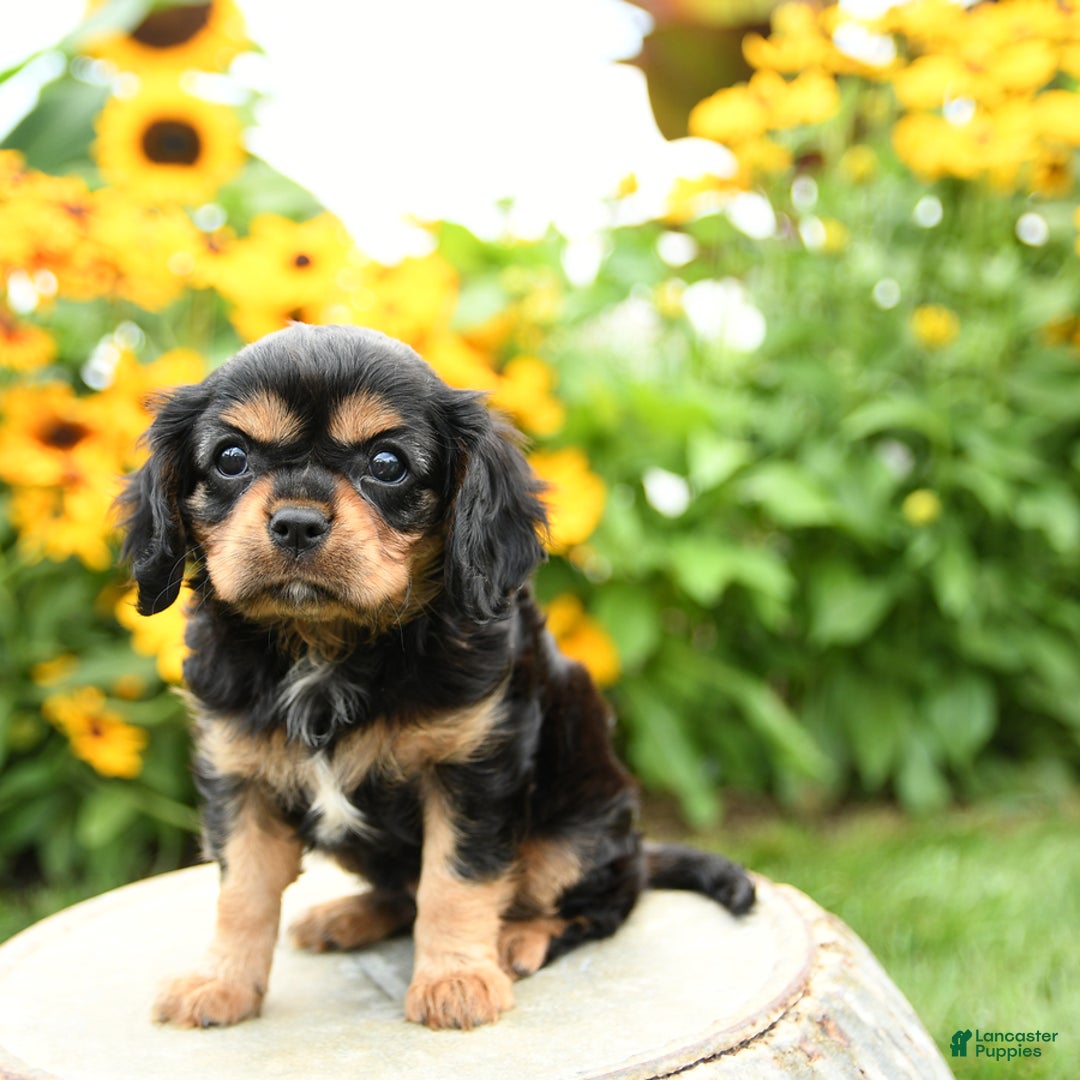 Cavalier King Charles Spaniel dogs for sale: Maddie - Image 1