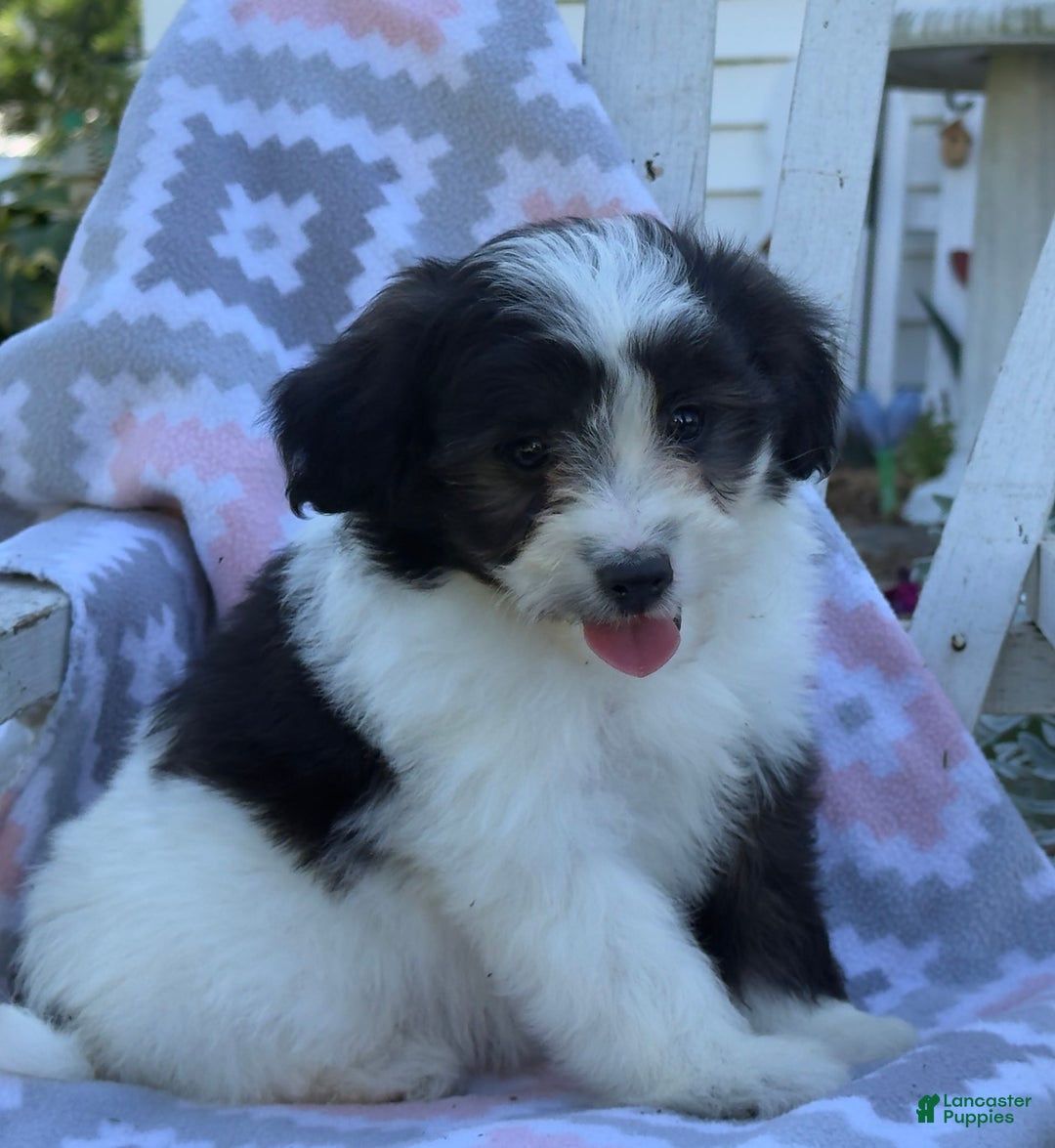 Miniature Poodle dogs for sale: Bella - Image 2