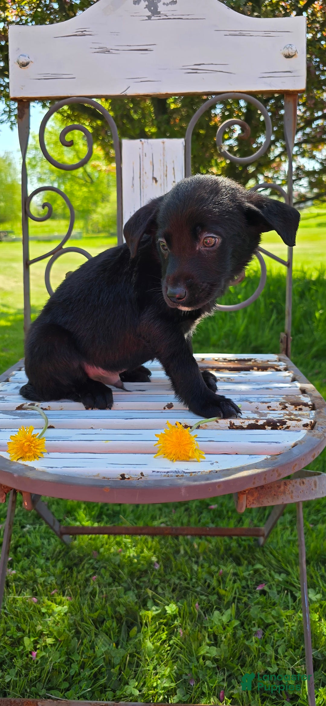 Labrador Retriever dogs for sale: Darth - Image 11