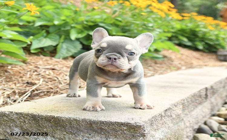 Frenchton dogs for sale - Ad 1