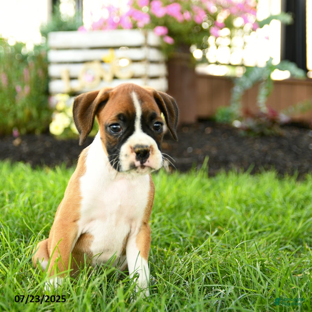 Boxer dogs for sale: Ella - Image 2