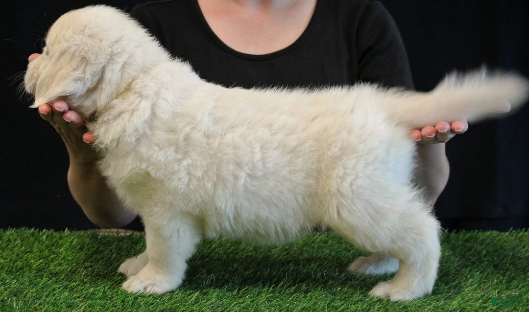 Golden Retriever dogs for sale: Maddie - Image 2