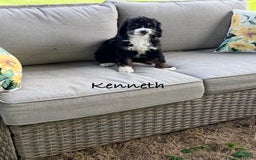Bernedoodle dogs for sale: Kenneth - Image 1