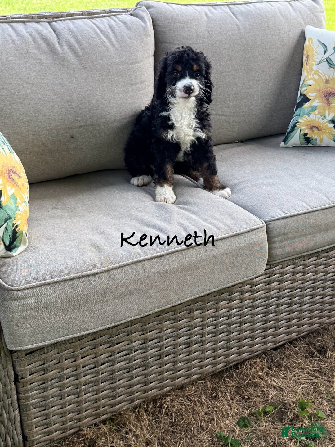 Bernedoodle dogs for sale: Kenneth - Image 1