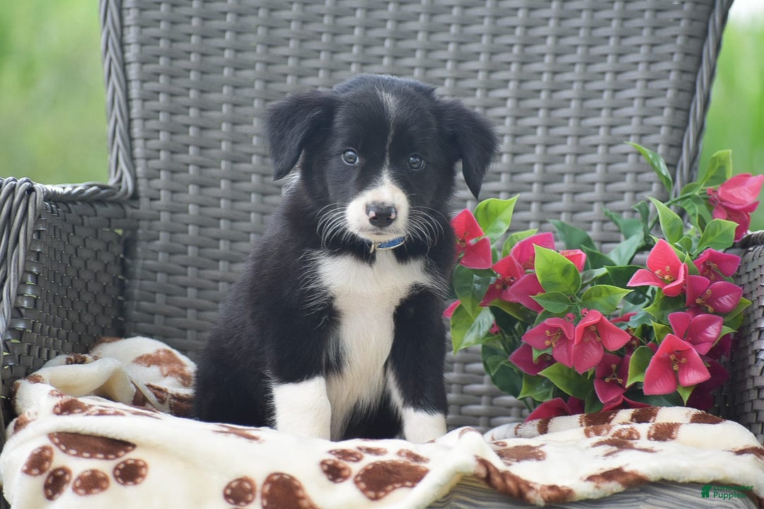 Border Collie dogs for sale: Bryce - Image 4