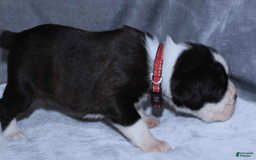 Boxer dogs for sale: Red Collar Male - Image 3