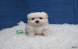 Shihpoo dogs for sale: Cedric - Image 1