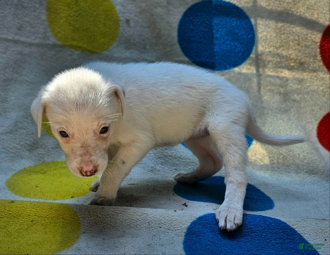 Border Collie dogs for sale: Hissy - Image 7