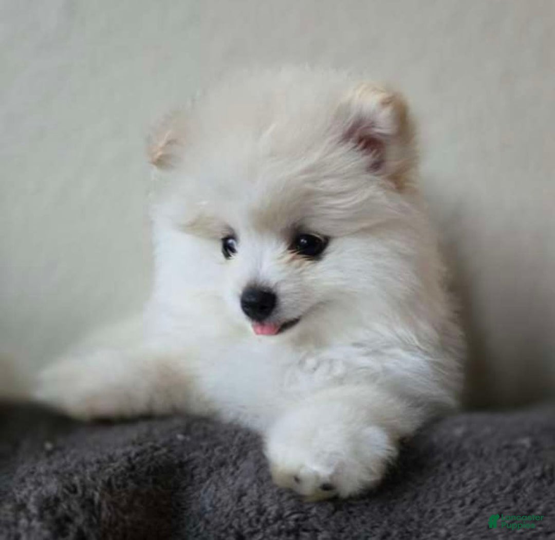 Pomeranian dogs for sale: Sky - Image 2